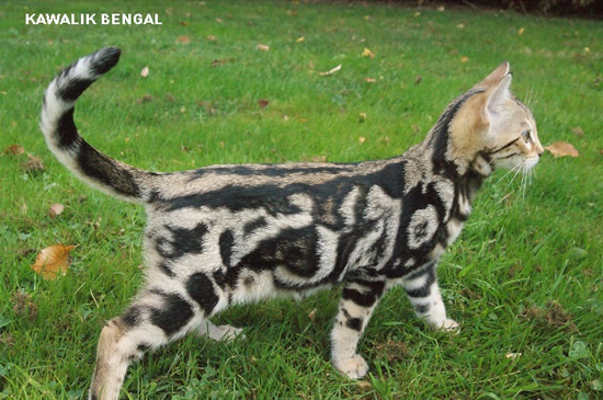 chaton bengal brow marbre